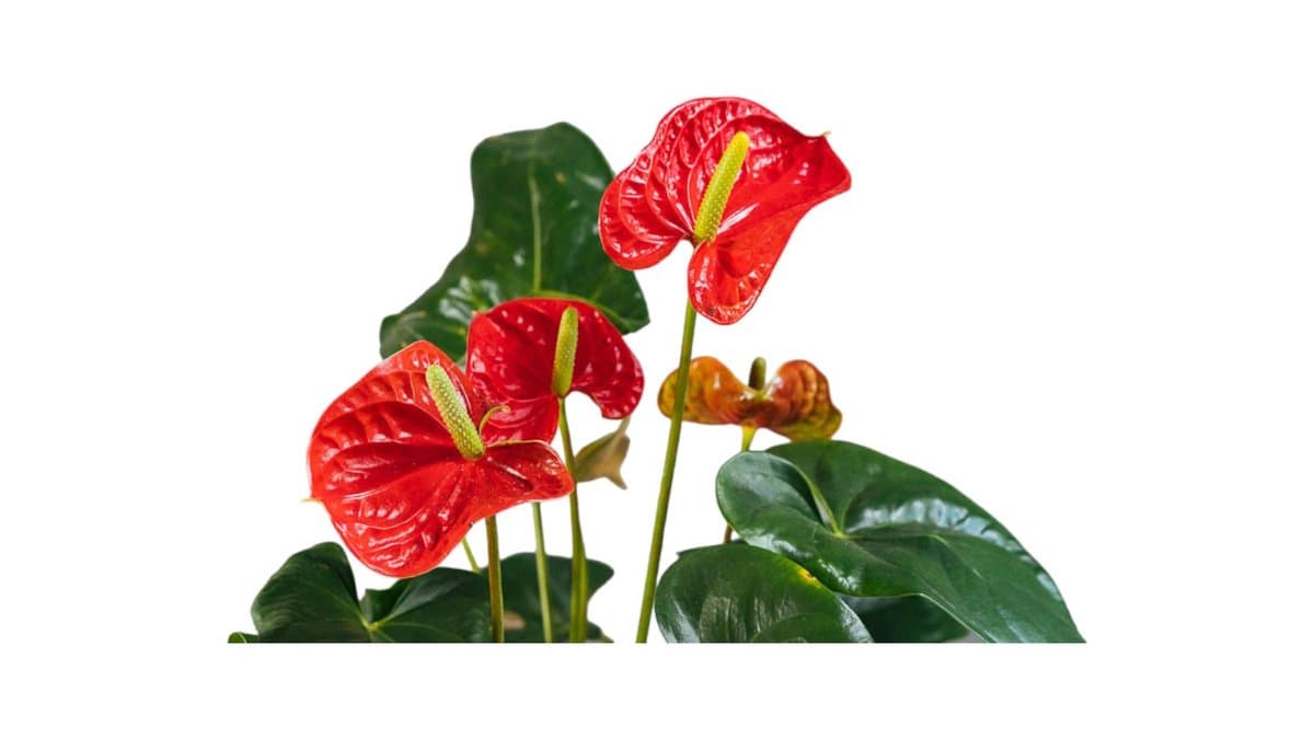 Ανθούριο Κόκκινο