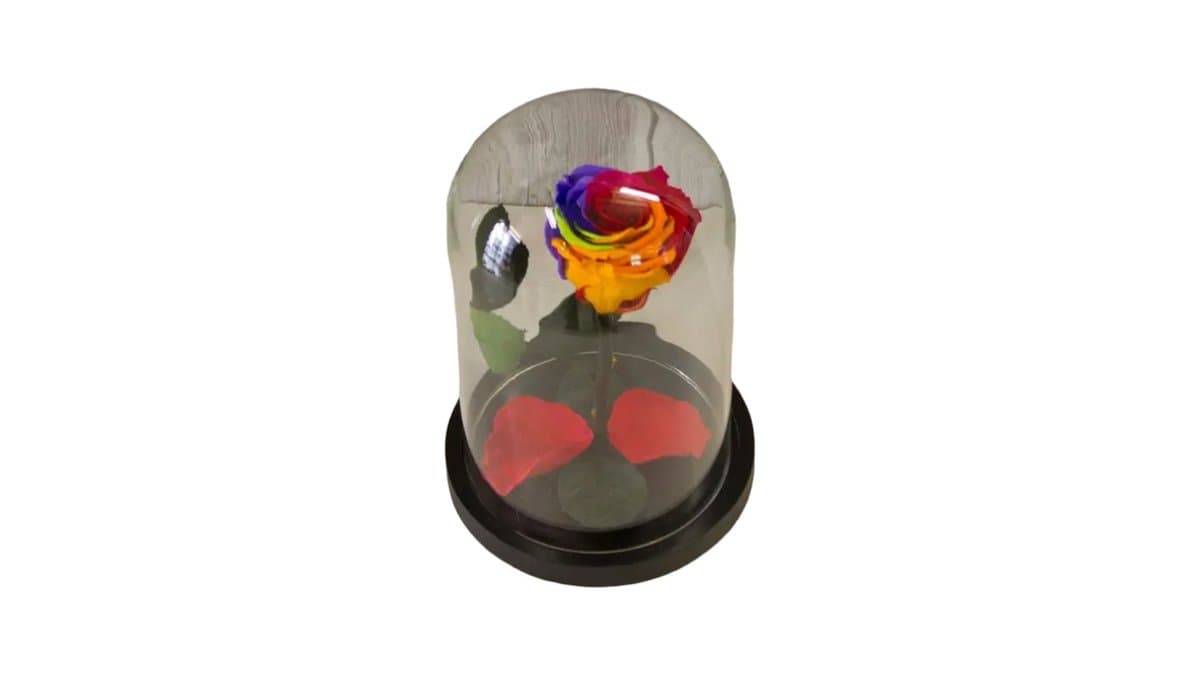 Forever Rose Πολύχρωμο σε Καμπάνα 12 cm